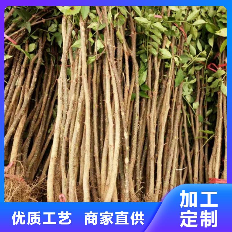 花椒苗【桃树苗】厂家经验丰富