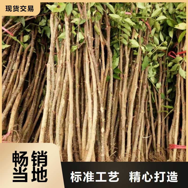 花椒苗李子苗质量不佳尽管来找我