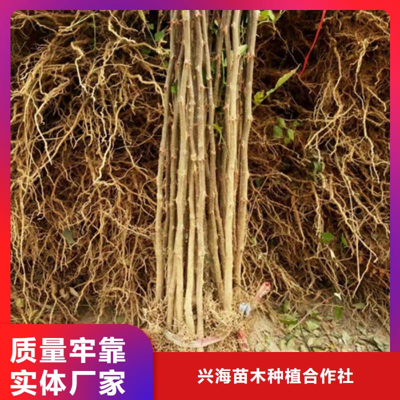 【花椒苗梨树苗现货满足大量采购】