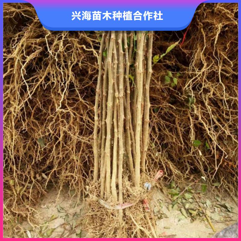 【花椒苗】板栗苗用心做产品