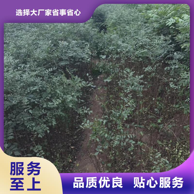 【花椒苗】梨树苗助您降低采购成本