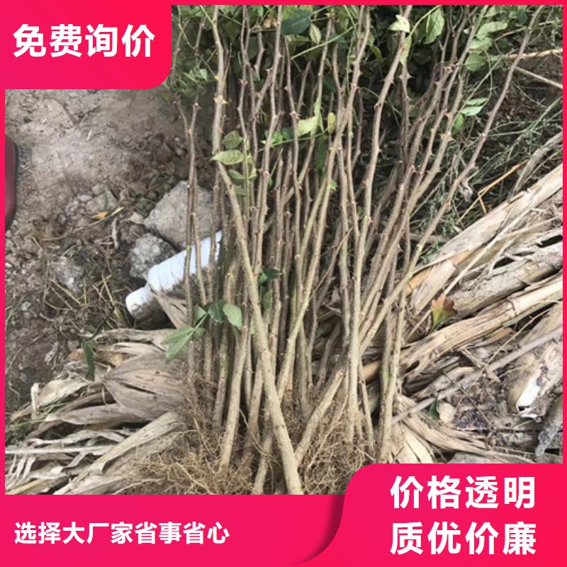 花椒苗板栗苗质量看得见