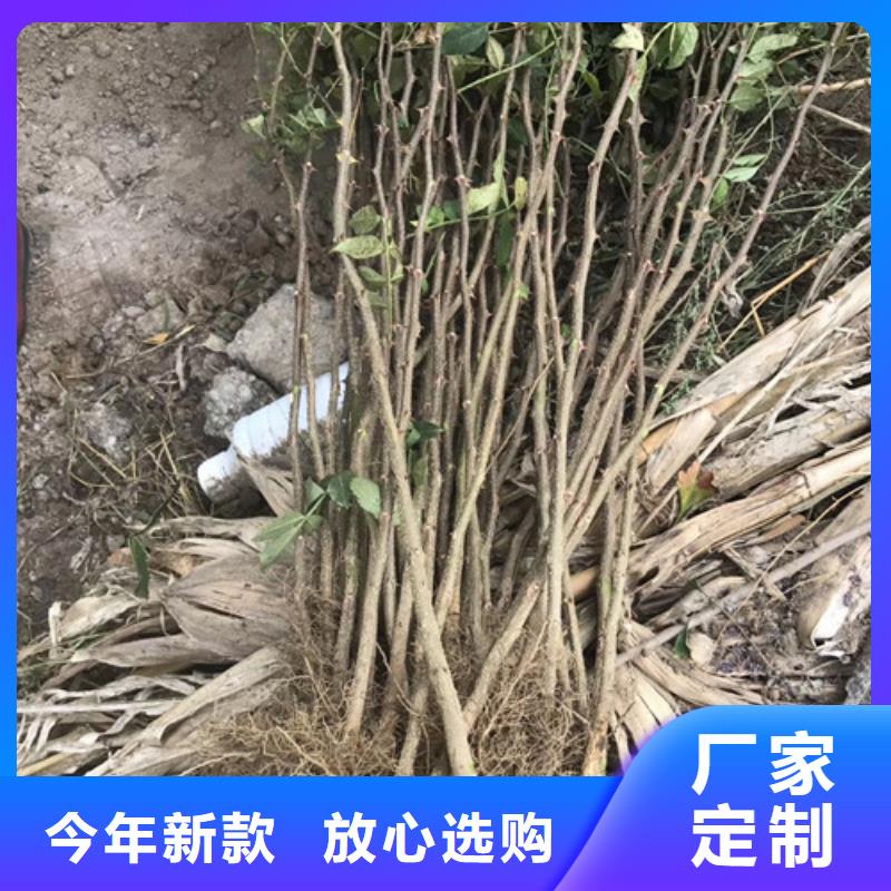 【花椒苗】-蓝莓苗免费寄样