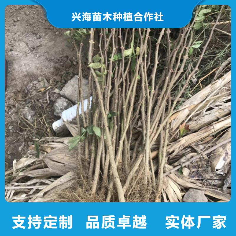 花椒苗桃树苗厂家直销安全放心