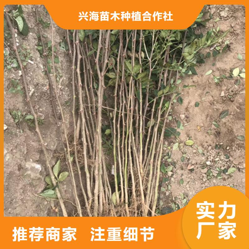 花椒苗桃树苗好产品不怕比