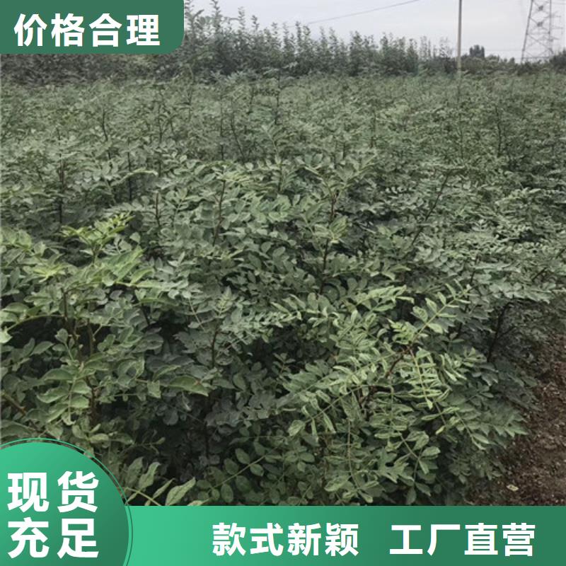 花椒苗桃树苗厂家直销安全放心