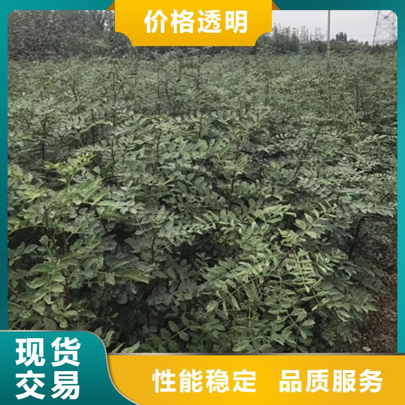 花椒苗梨树苗支持大批量采购