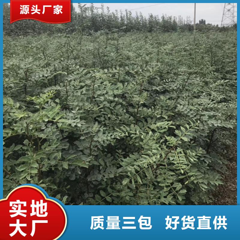 【花椒苗】_桃树苗24小时下单发货