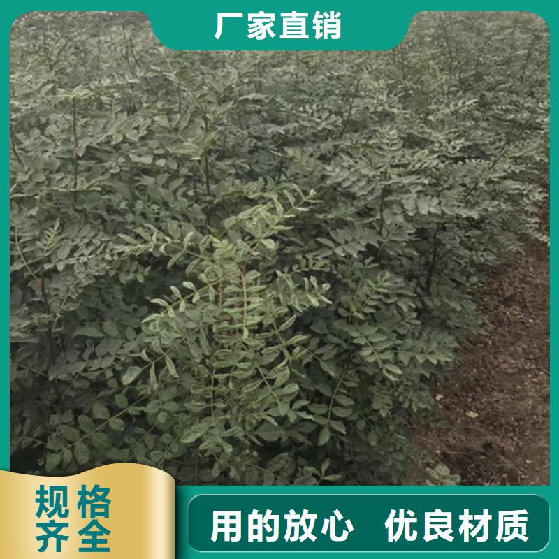 花椒苗板栗苗质量看得见