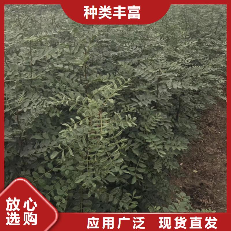 花椒苗梨树苗多年厂家可靠