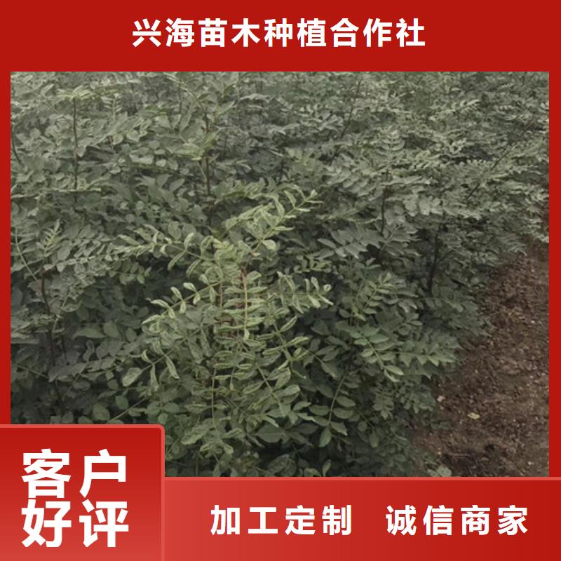 花椒苗苹果苗工艺成熟