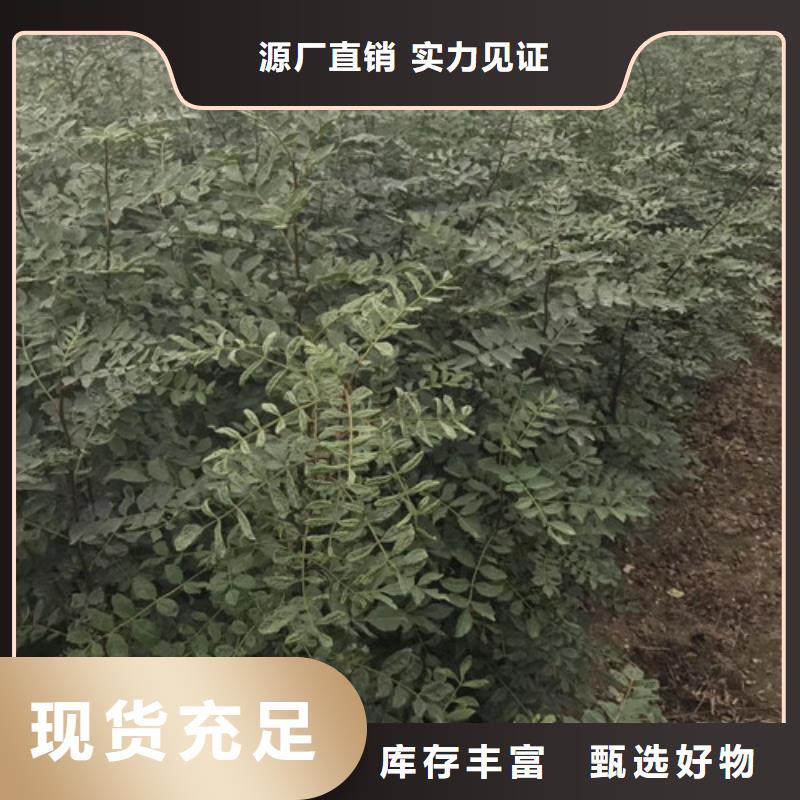 花椒苗_核桃苗货到付款