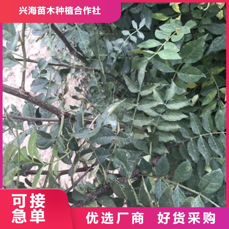 花椒苗李子苗标准工艺