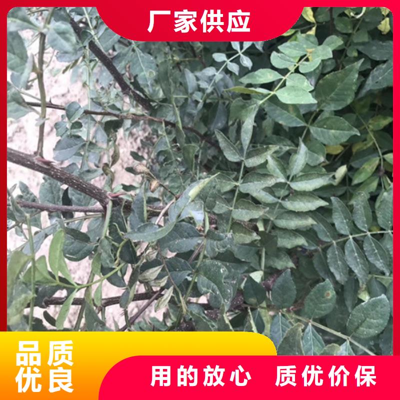 花椒苗梨树苗信誉有保证