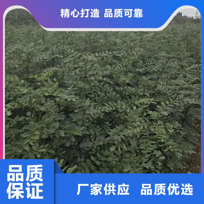 花椒苗李子苗标准工艺