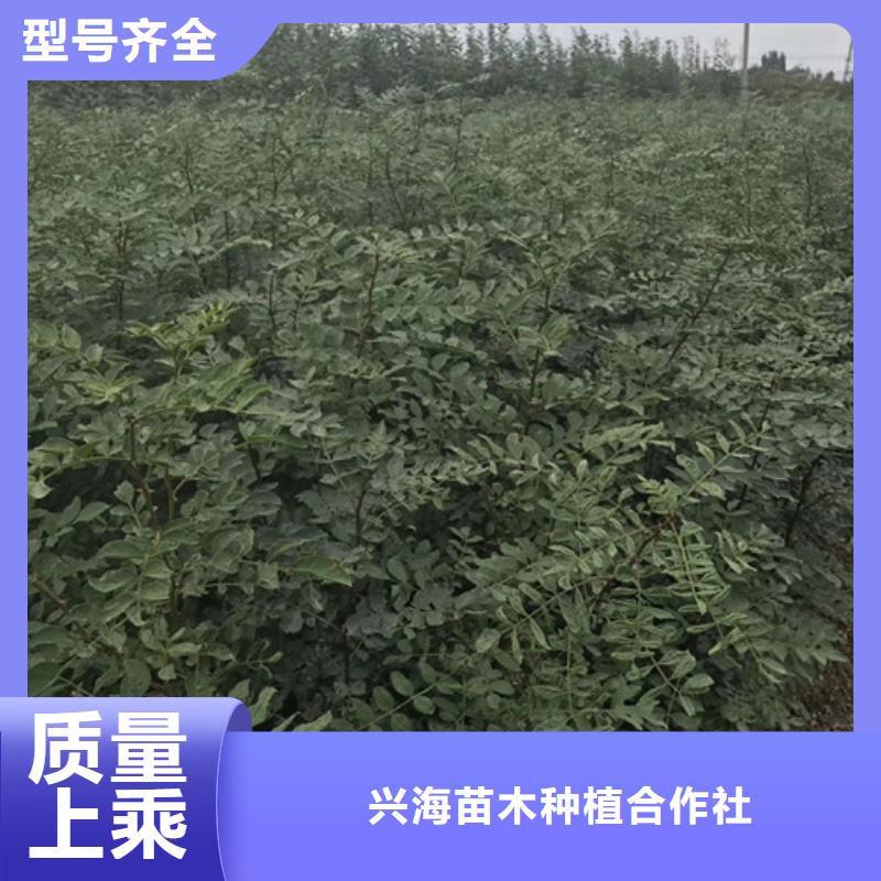 花椒苗核桃苗支持大小批量采购