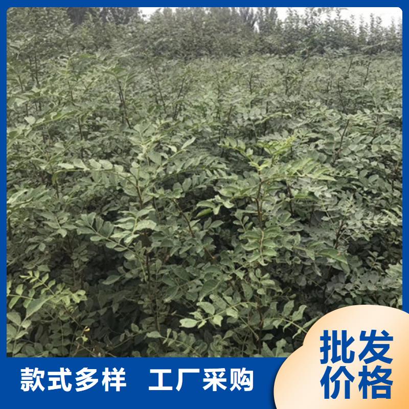 【花椒苗蓝莓苗来图定制量大从优】