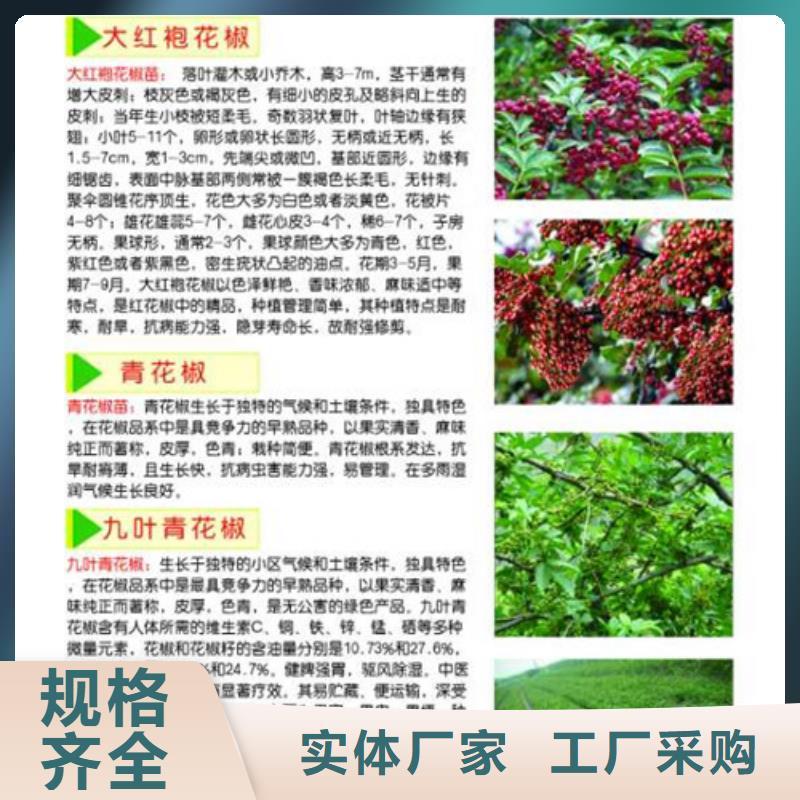 花椒苗蓝莓苗用心做好每一件产品