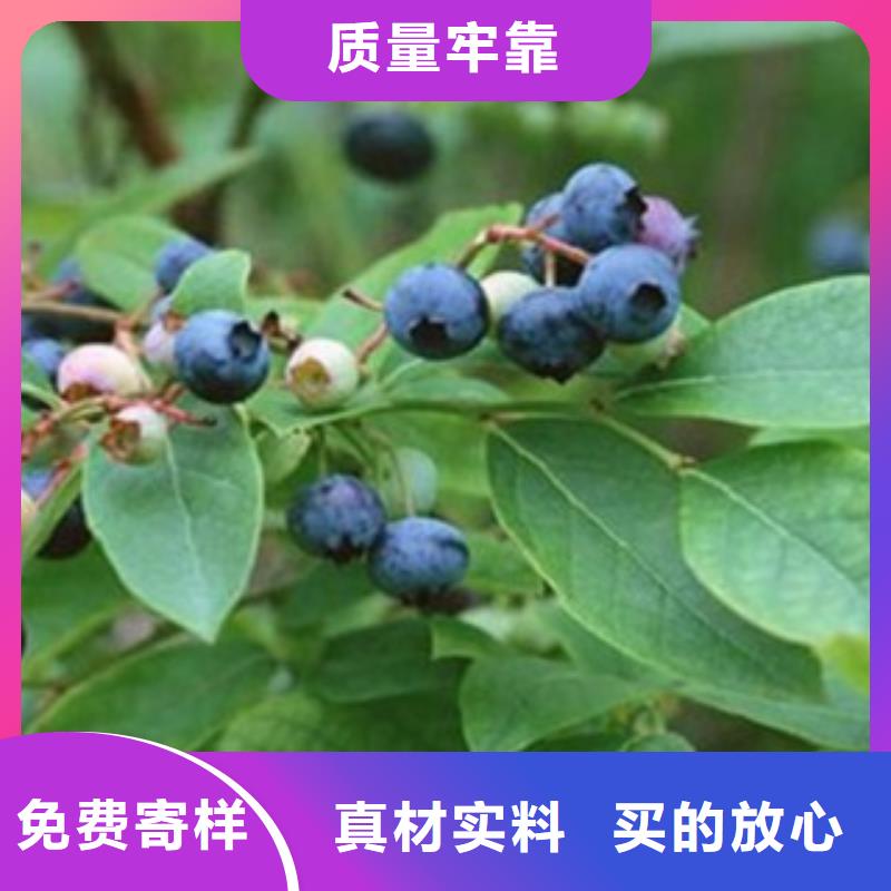 蓝莓苗桃树苗优选厂家