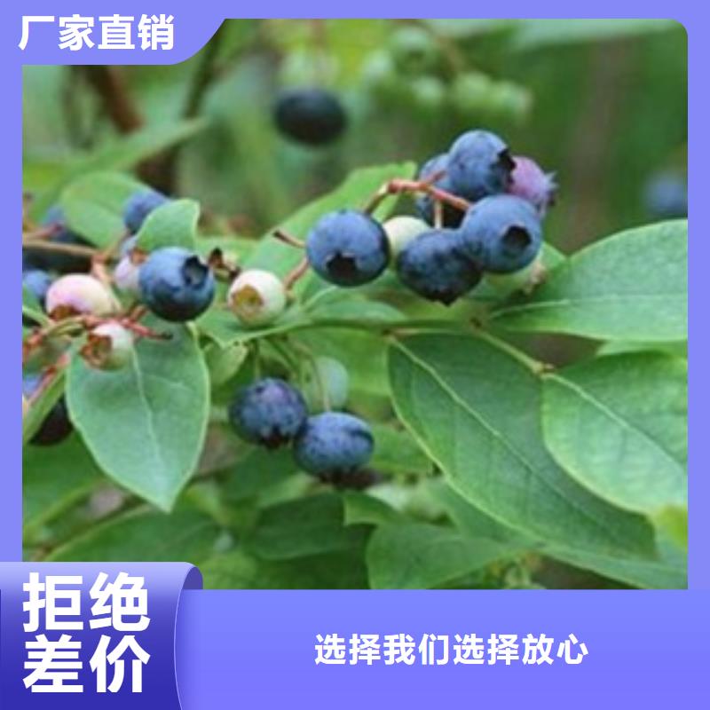 【蓝莓苗山楂苗真材实料诚信经营】