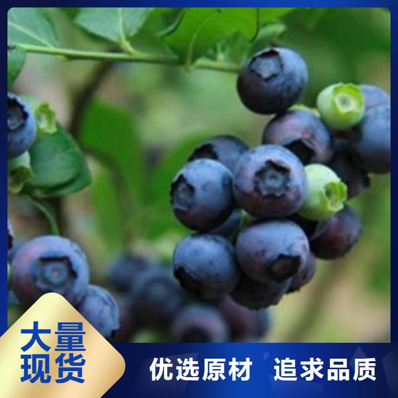 蓝莓苗,【梨树苗】源头厂家量大价优