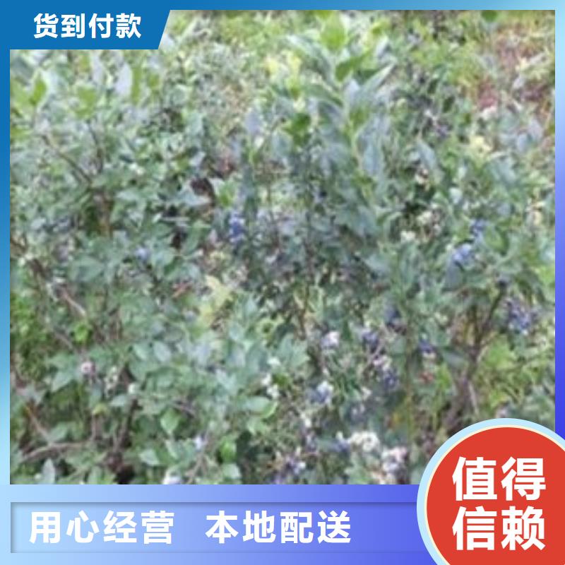 【蓝莓苗山楂苗真材实料诚信经营】