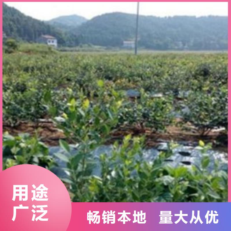 【蓝莓苗花椒苗优选好材铸造好品质】