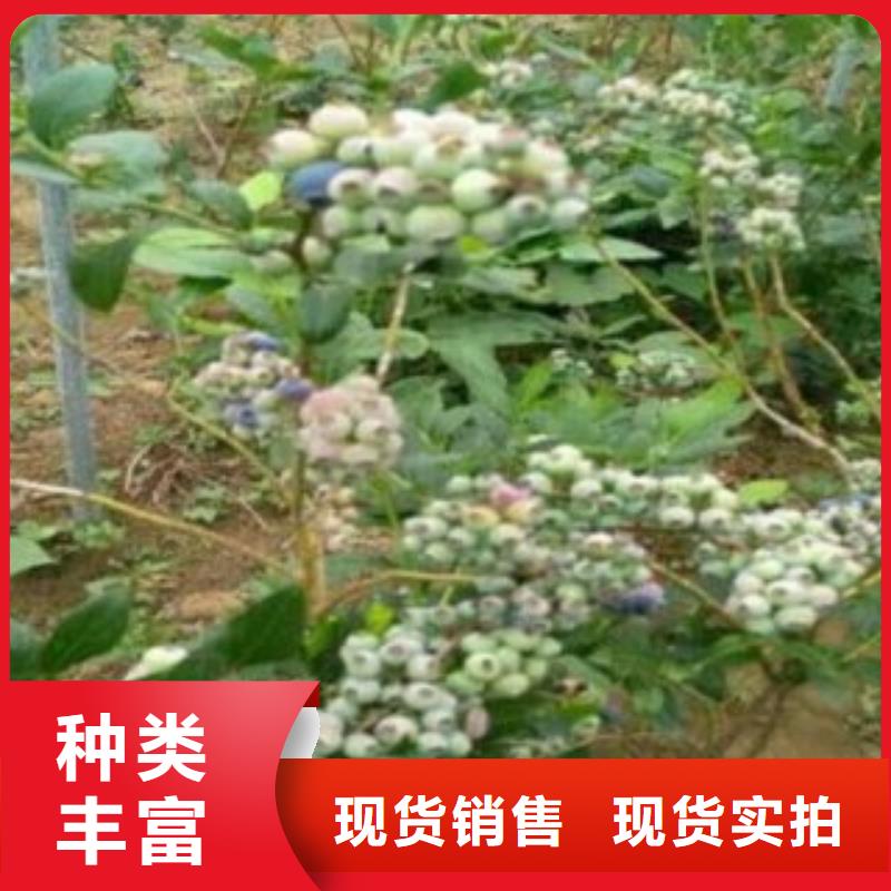 蓝莓苗_花椒苗厂家实力大