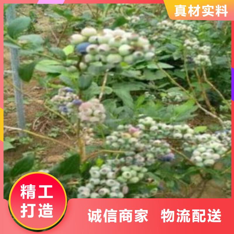 蓝莓苗【花椒苗】厂家定制