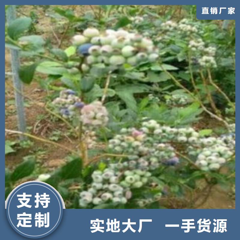 【蓝莓苗花椒苗厂家直销供货稳定】