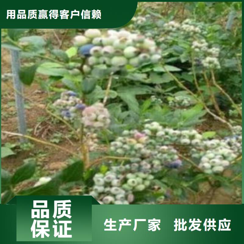 蓝莓苗梨树苗实力工厂