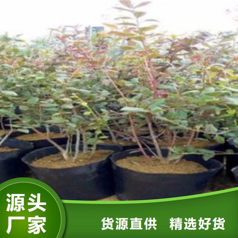 蓝莓苗板栗苗支持大小批量采购