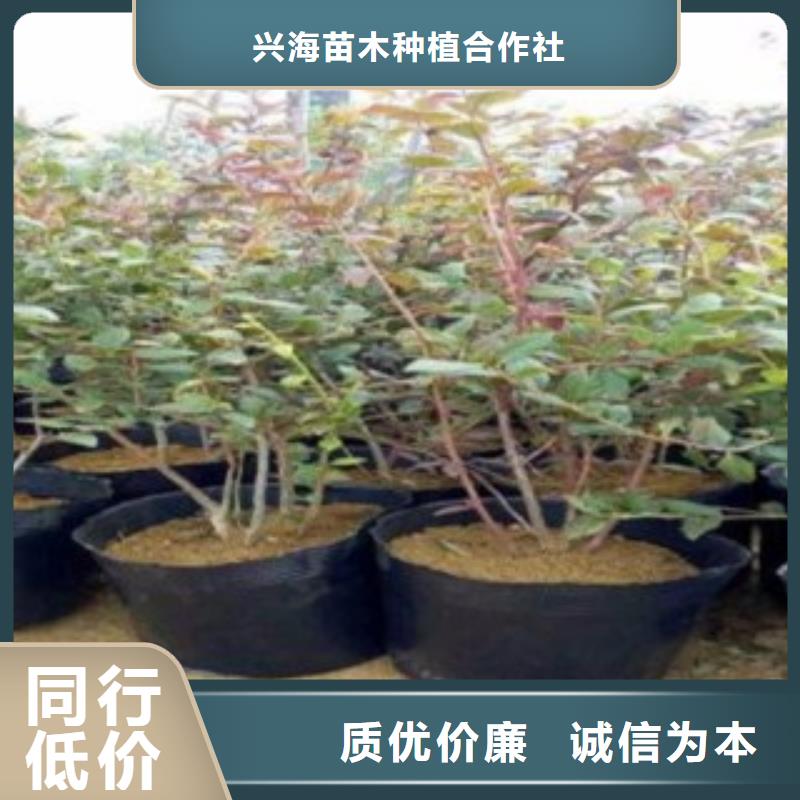 蓝莓苗工艺成熟