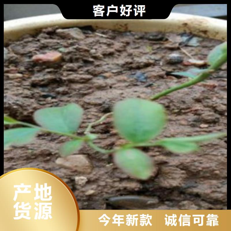 蓝莓苗-【山楂苗】专业信赖厂家