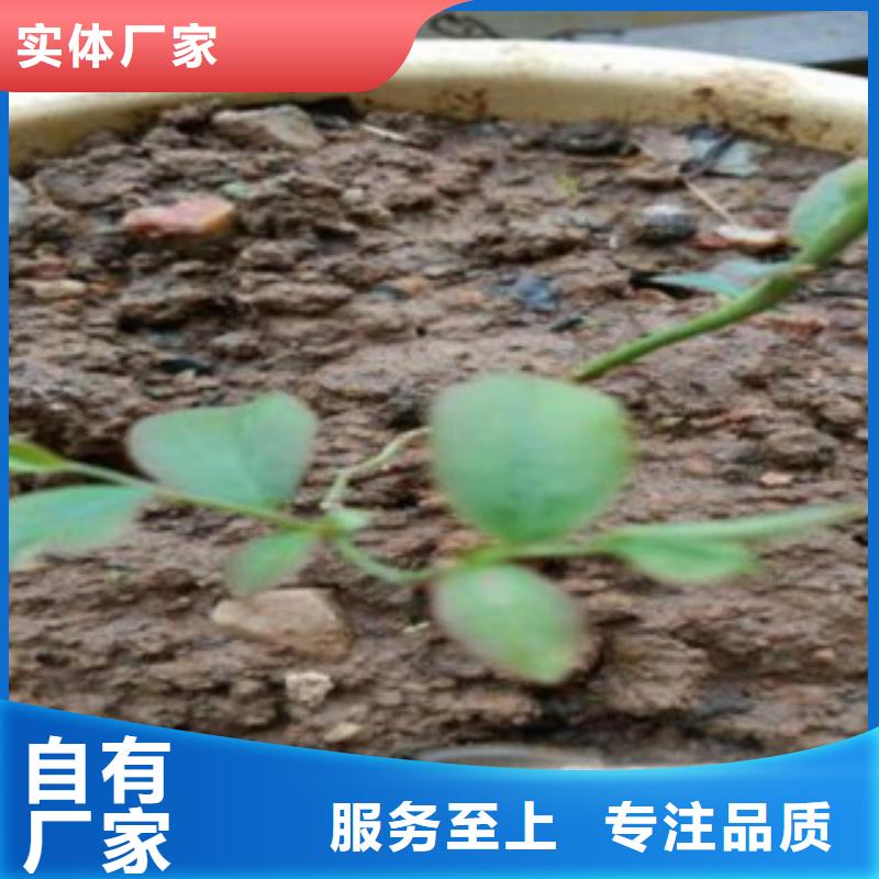 蓝莓苗桃树苗优选厂家