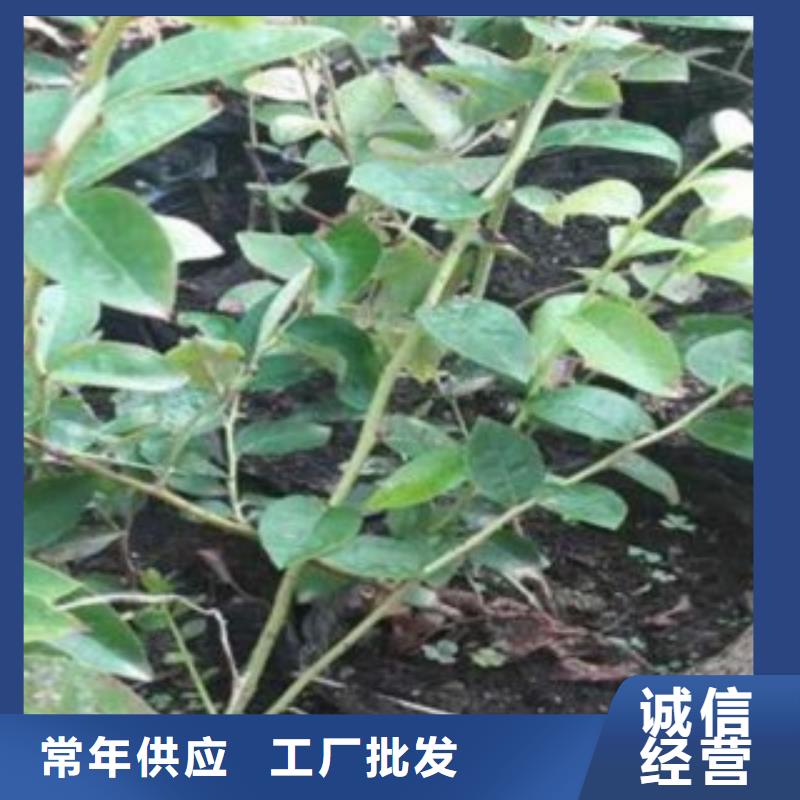 【蓝莓苗_核桃苗质量为本】