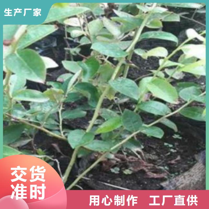 【蓝莓苗】梨树苗厂家大量现货