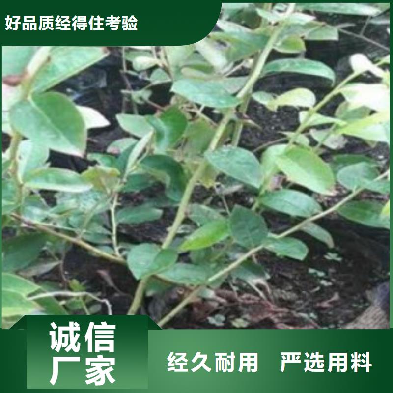 蓝莓苗【花椒苗】厂家定制