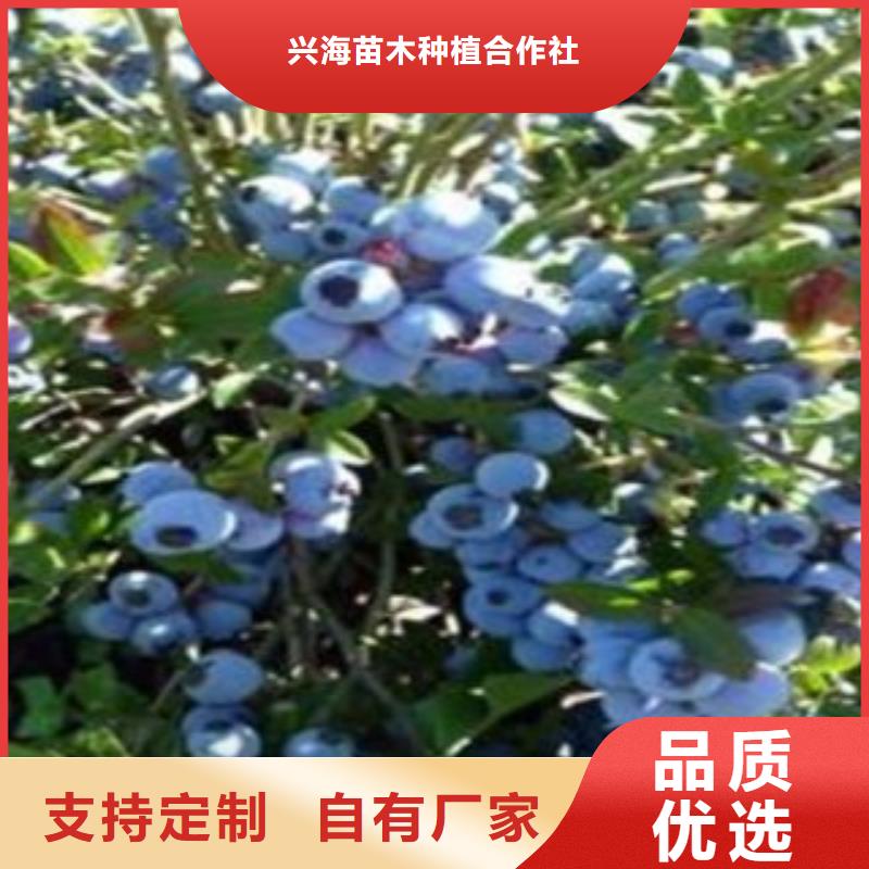 蓝莓苗【花椒苗】源头厂家