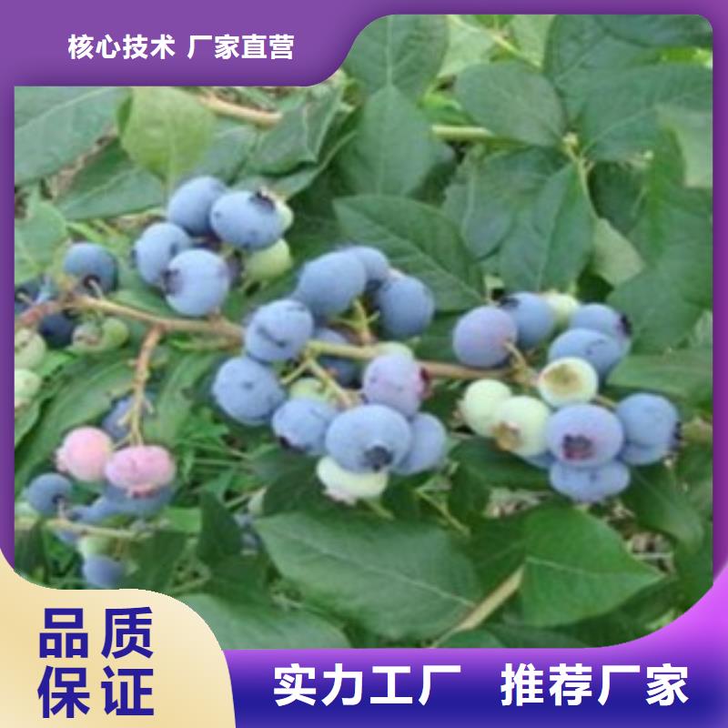 【蓝莓苗花椒苗优选好材铸造好品质】