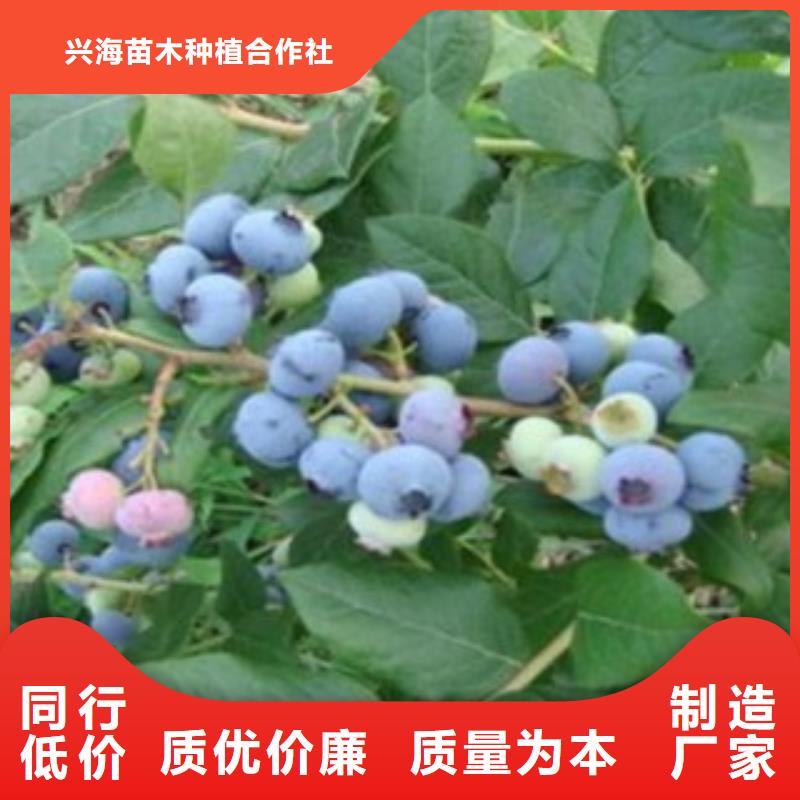 蓝莓苗花椒苗优选厂家