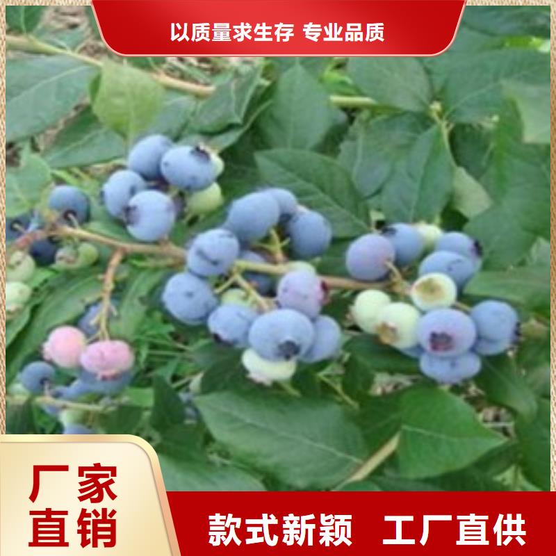 蓝莓苗,桃树苗厂家实力大