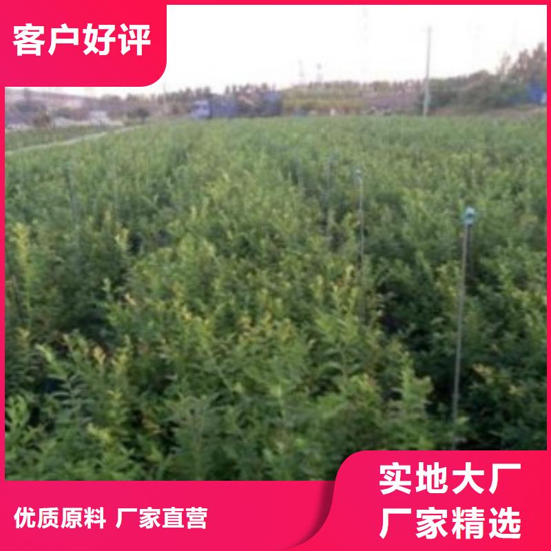 【蓝莓苗】梨树苗厂家大量现货