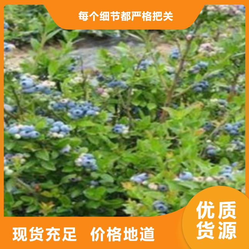 蓝莓苗_花椒苗厂家实力大