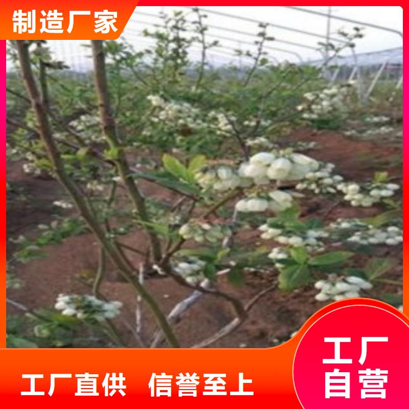 蓝莓苗-桃树苗无中间商厂家直销