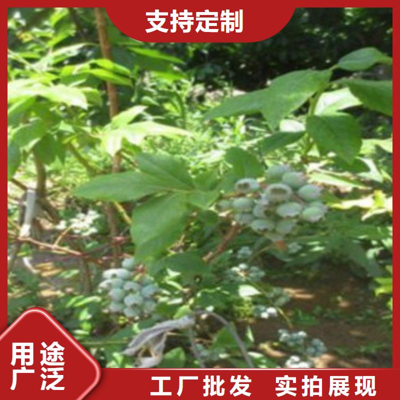 蓝莓苗花椒苗价格实在