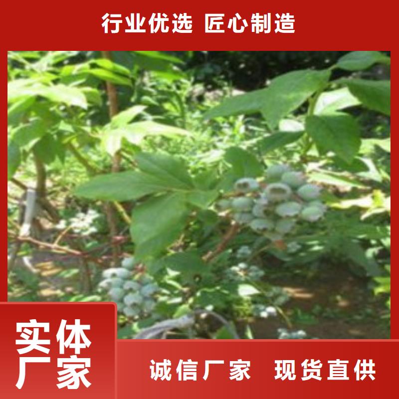 【蓝莓苗花椒苗优选好材铸造好品质】