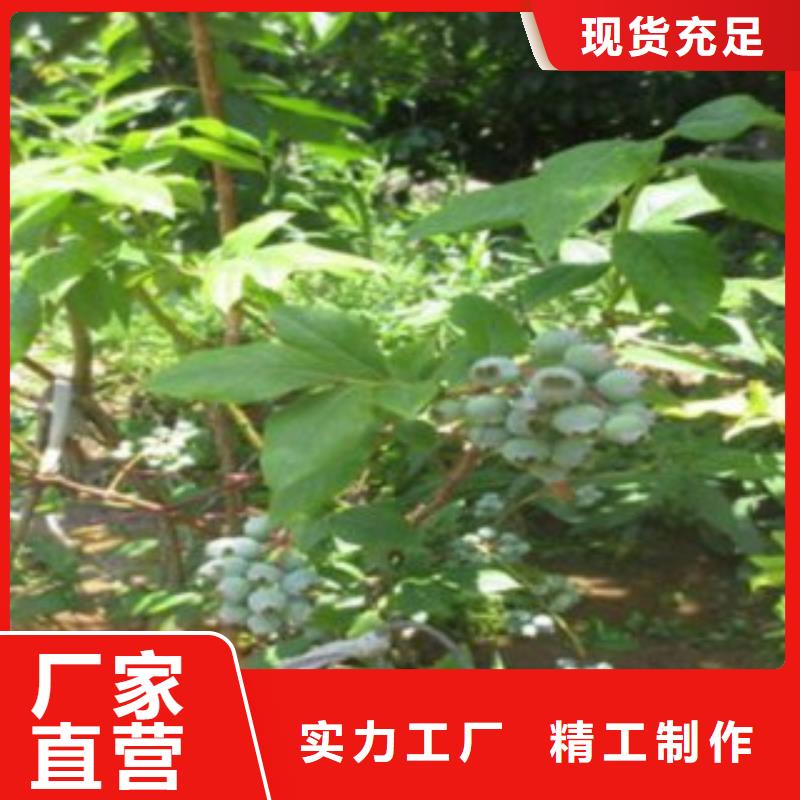 蓝莓苗,【梨树苗】源头厂家量大价优