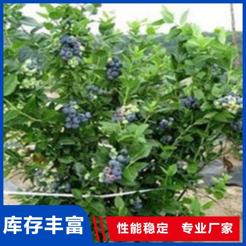 【蓝莓苗花椒苗优选好材铸造好品质】