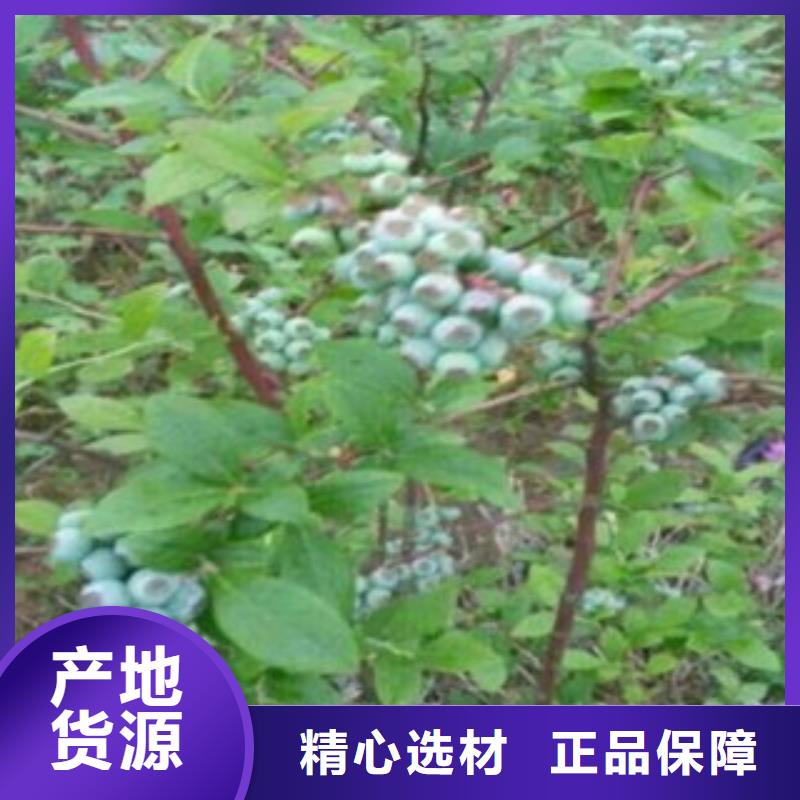 蓝莓苗板栗苗支持大小批量采购